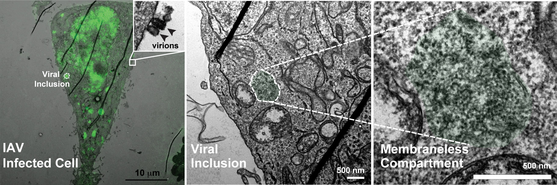 LIQUID ORGANELLES ORCHESTRATING ASSEMBLY OF VIRUS GENOME 