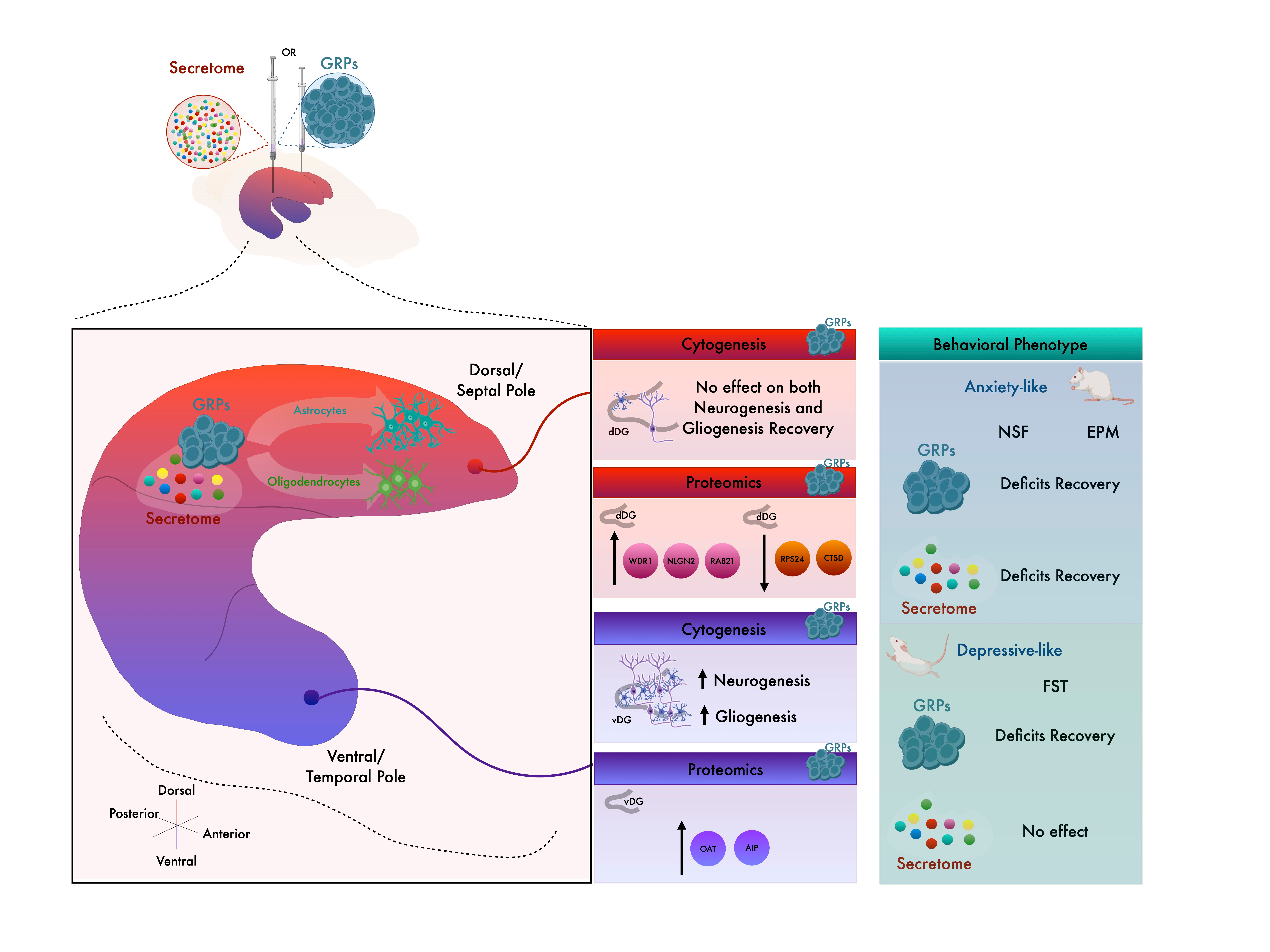 Beyond Hippocampal Neurogenesis: Unraveling the importance of gliogenesis in a rat model of cytogenesis ablation