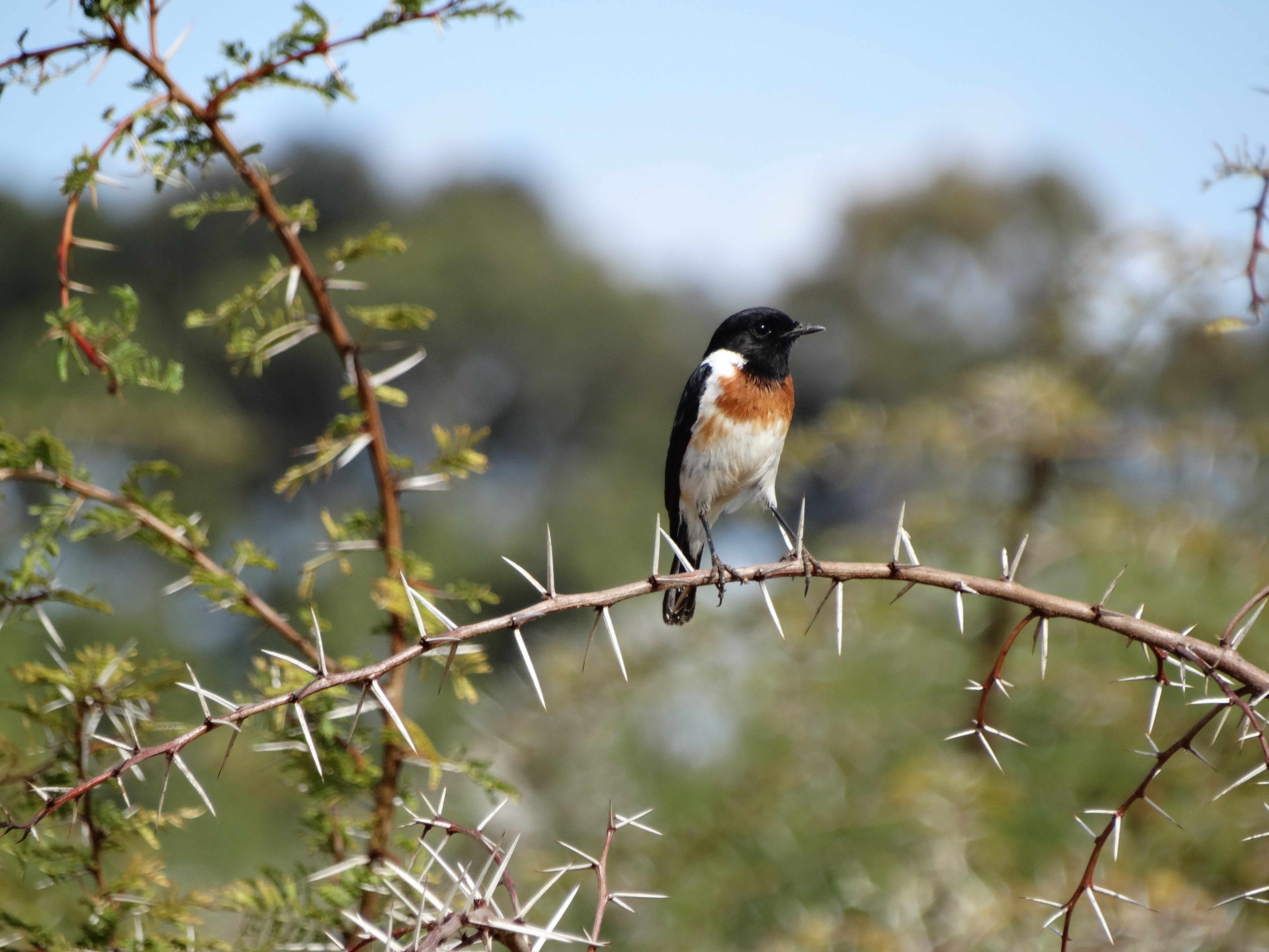Why is flushing birds important and what can teach us about human impacts on wildlife?