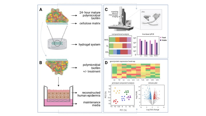 Around the wound in 80 millimeters: the complexities involved in modelling host-pathogen interactions in the laboratory