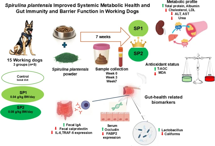 Integrated effects of dietary supplementation of Spirulina platensis in working dogs: nutritional, biochemical, antioxidant, immunological, gut-related microbial and nutrigenomic insights