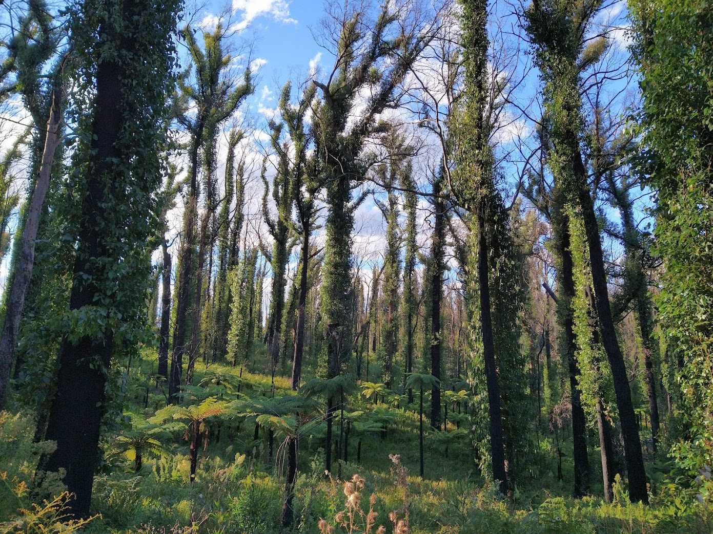 Unravelling the role of climate and forestry in the Australian bushfire disaster
