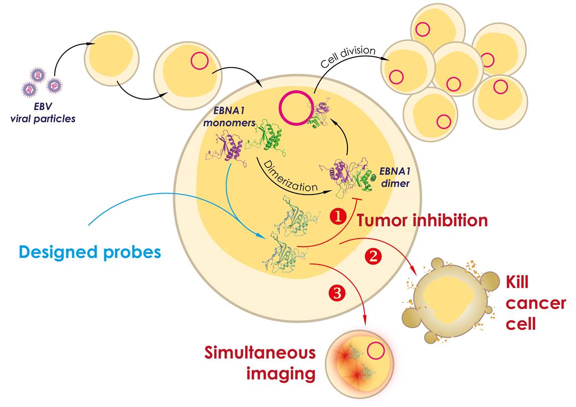 EBNA1-targeted probe for the imaging and inhibition of EBV-related tumours