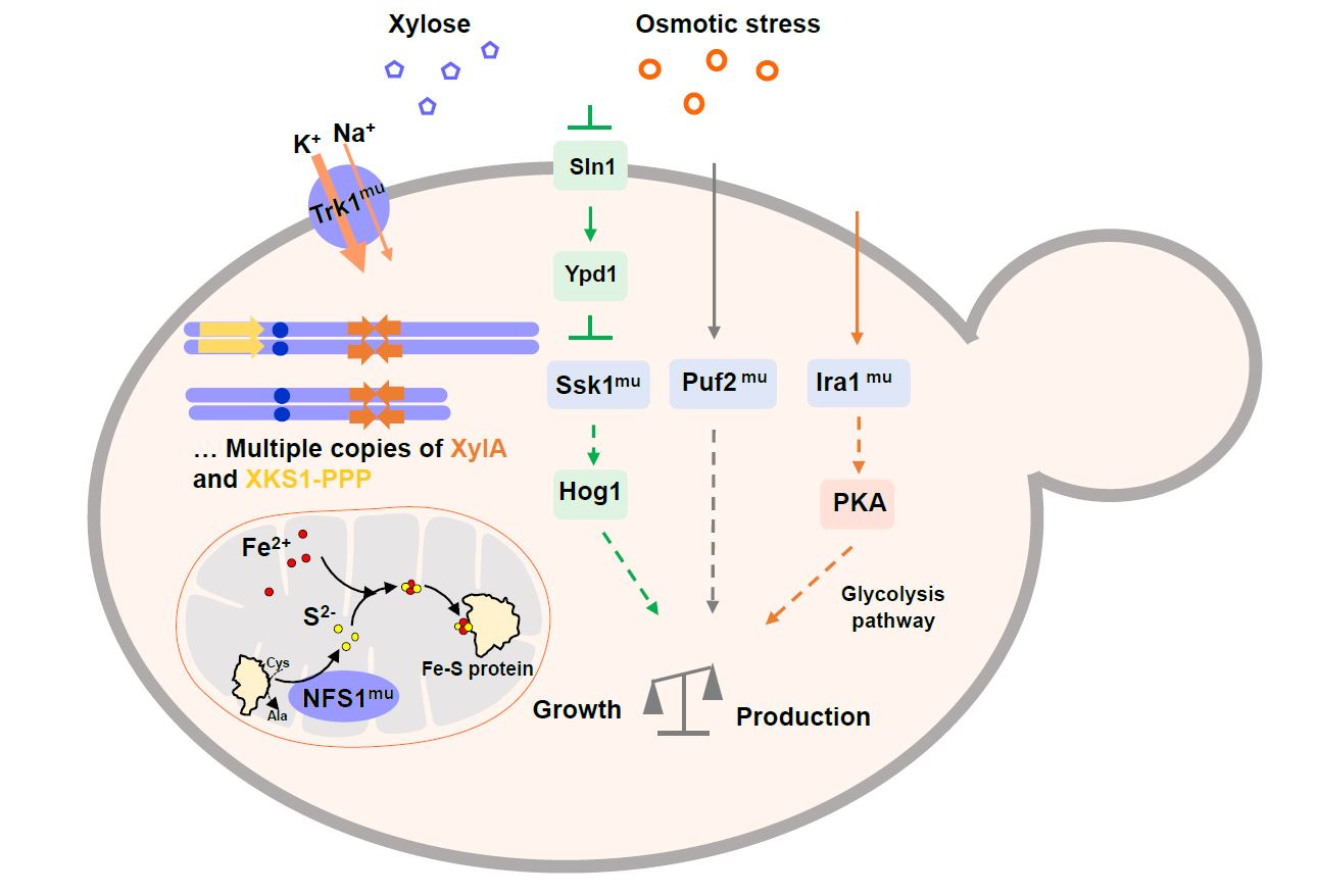 A PhD journey behind an industrial cellulosic ethanol yeast