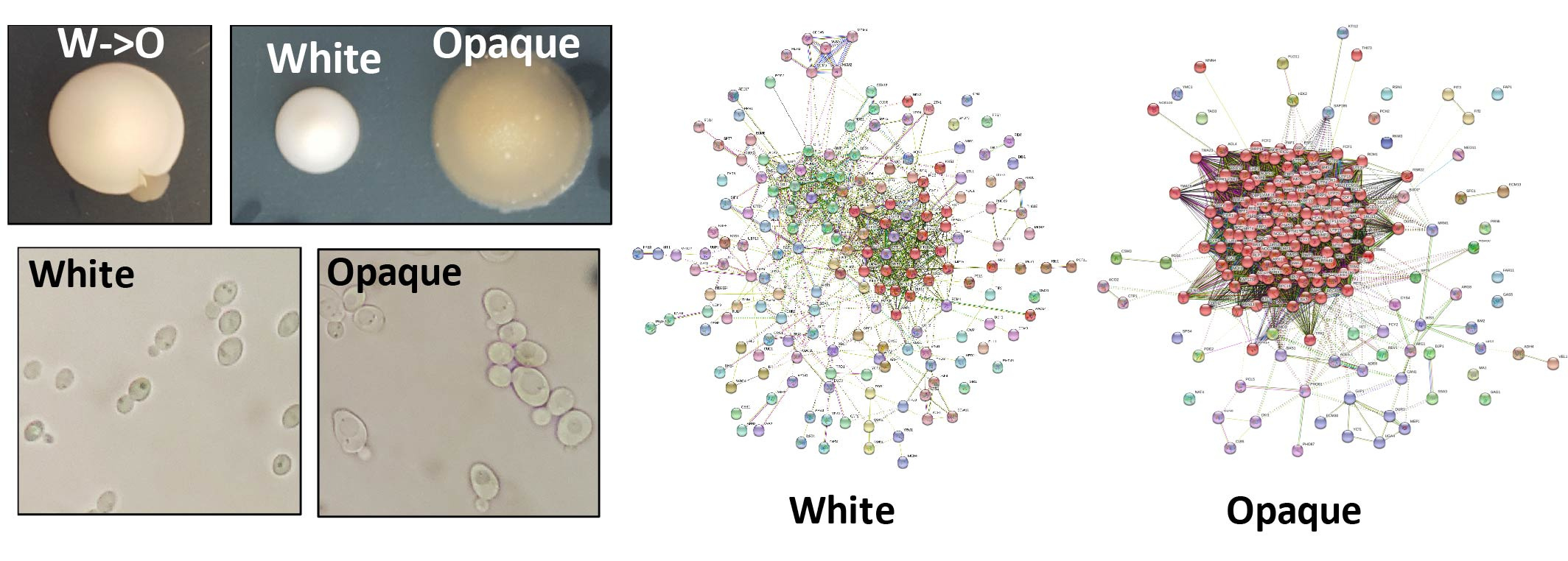 White to opaque-like switching in the non-Candida species Torulaspora microellipsoides