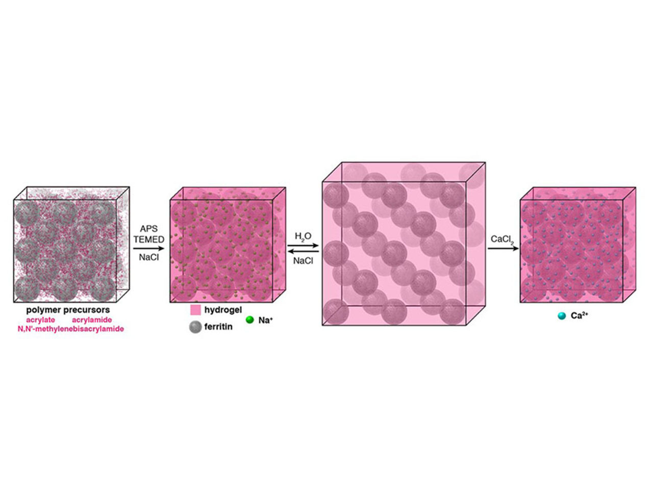 Bypassing the Fundamental Trade-off Between Structural Order and Flexibility 