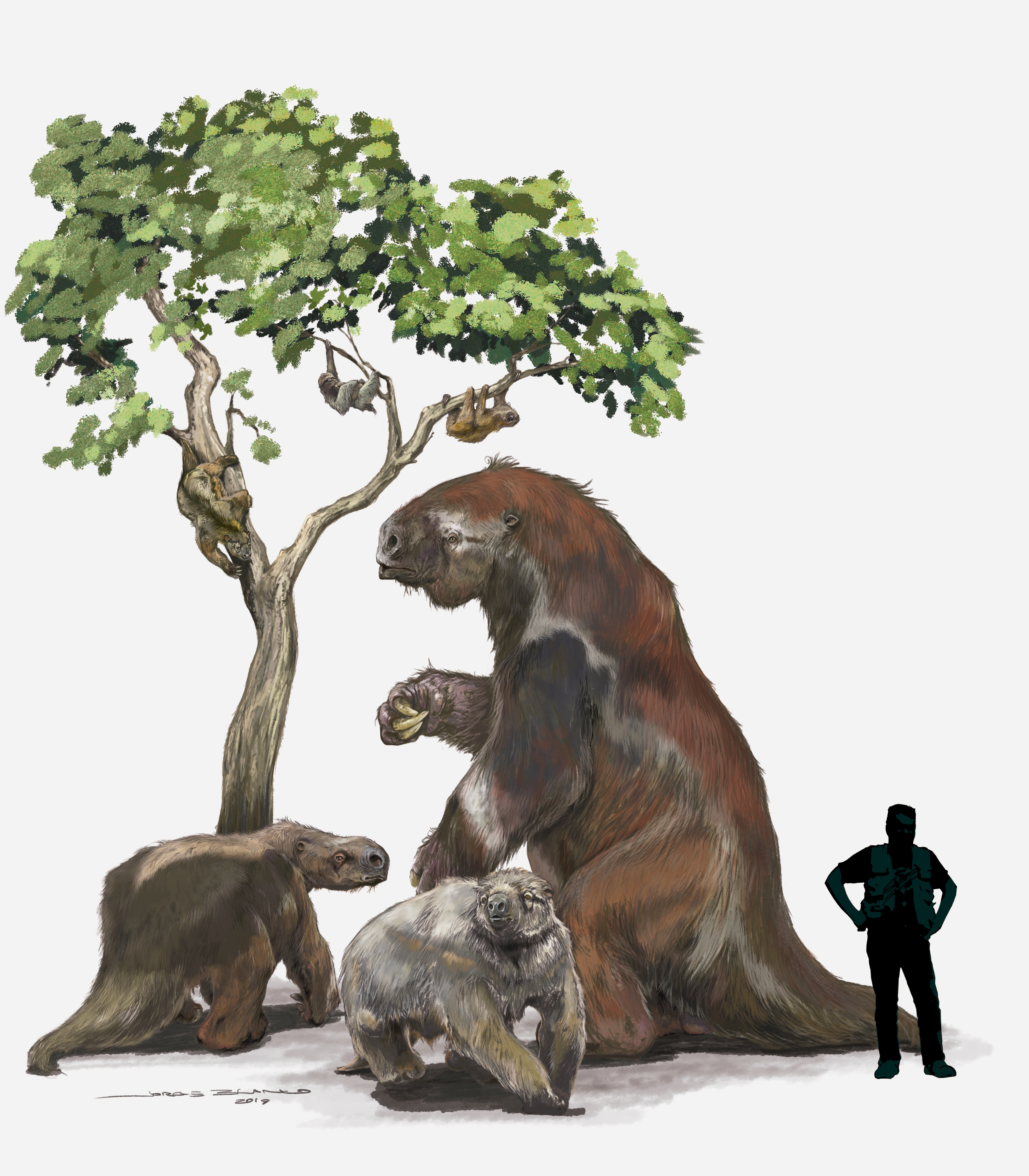 Not so fast: Ancient proteins shed light on sloth evolution