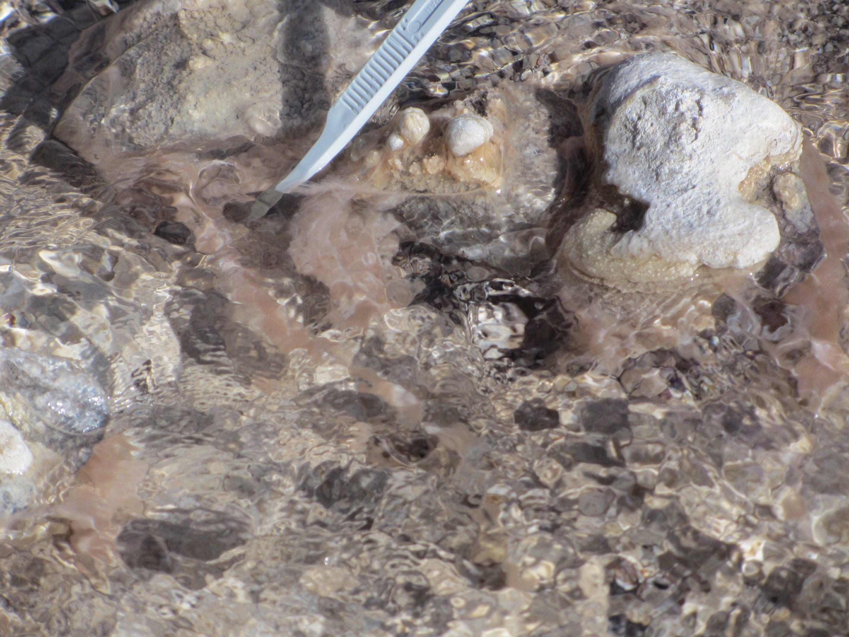 Extant relatives of ancient thermophilic microbes provide insights into life under low-oxygen