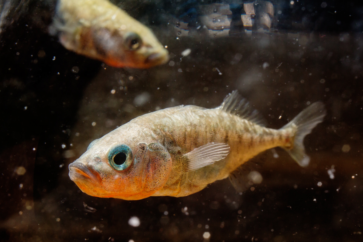Moms’ Inner Fish*