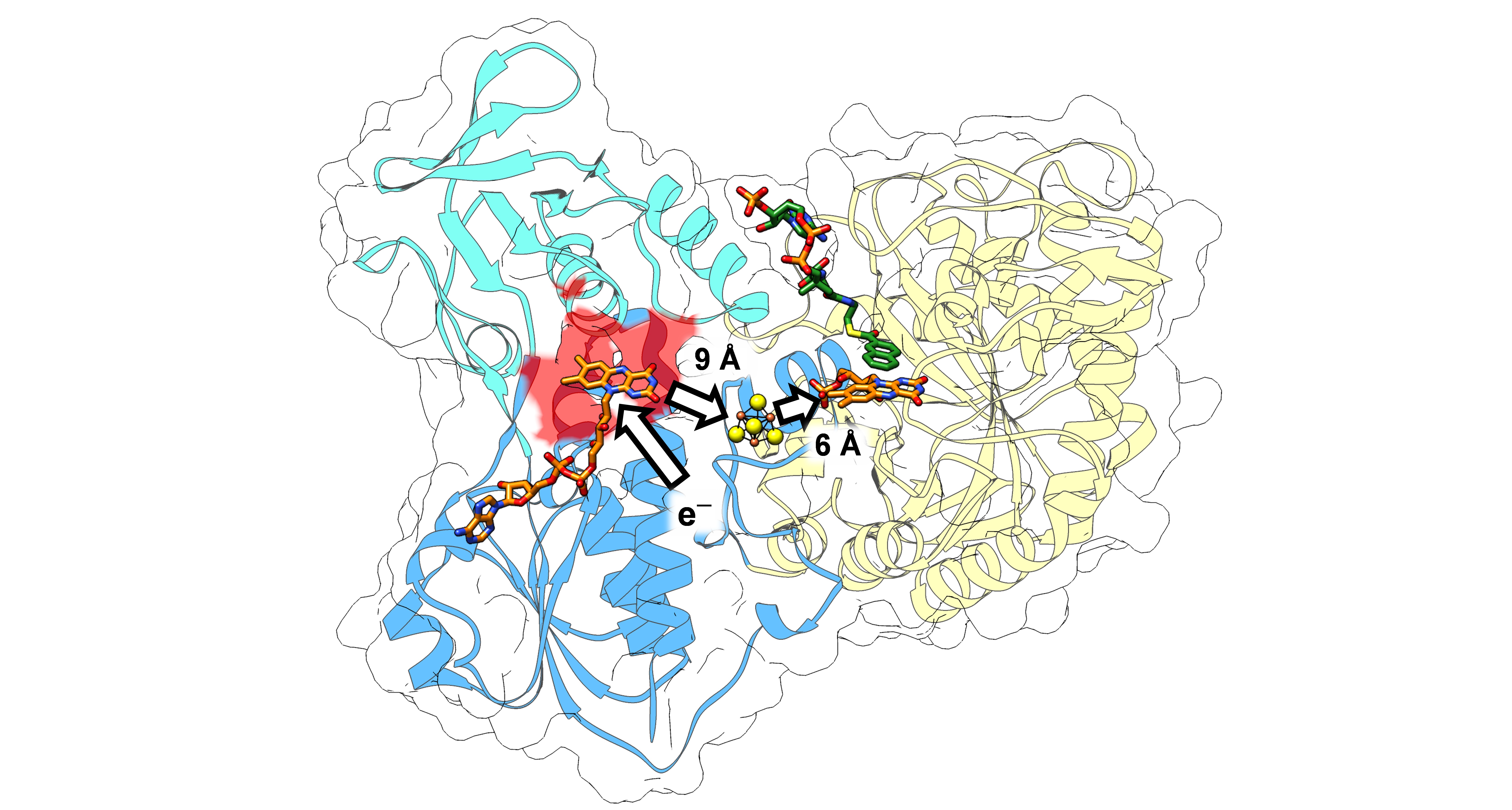 Hydride transfer at the negative redox limit: Understanding enzymatic naphthoyl-ring reduction