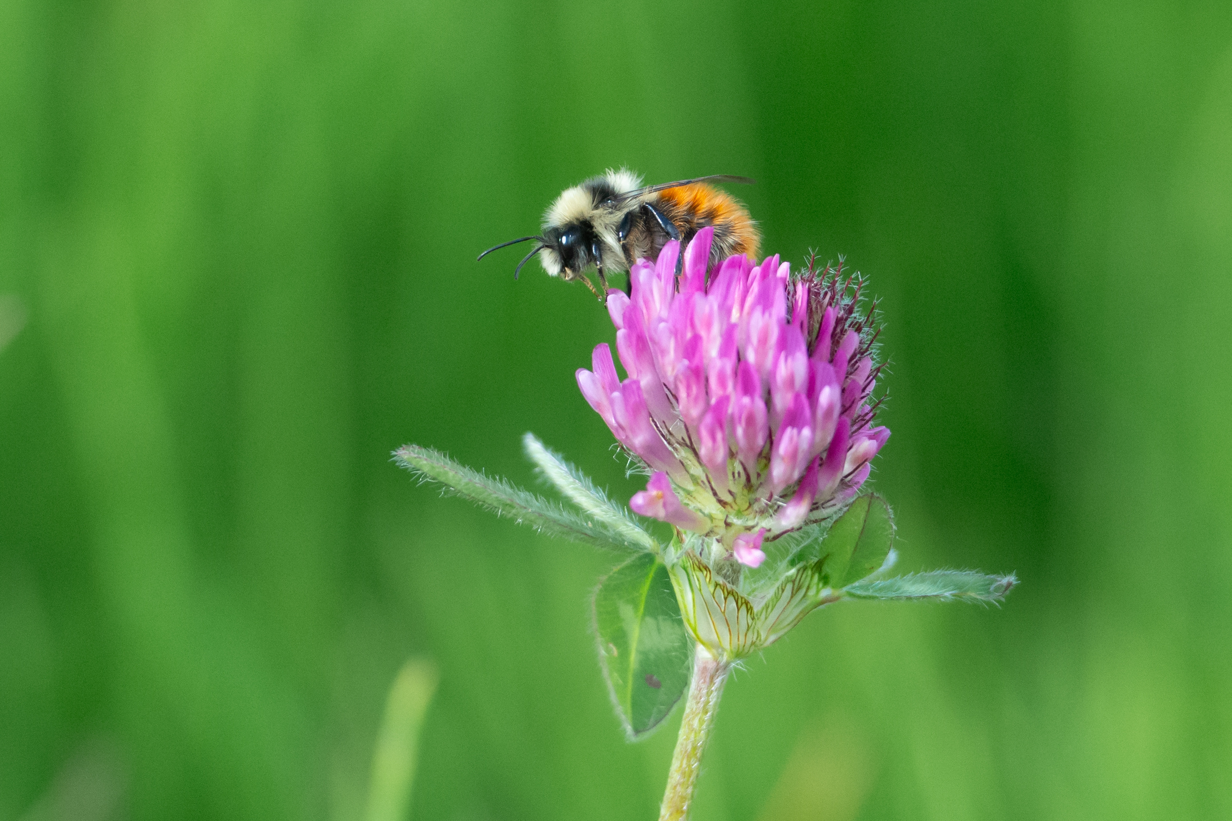 How does temperature affect non-flight bee buzzes?