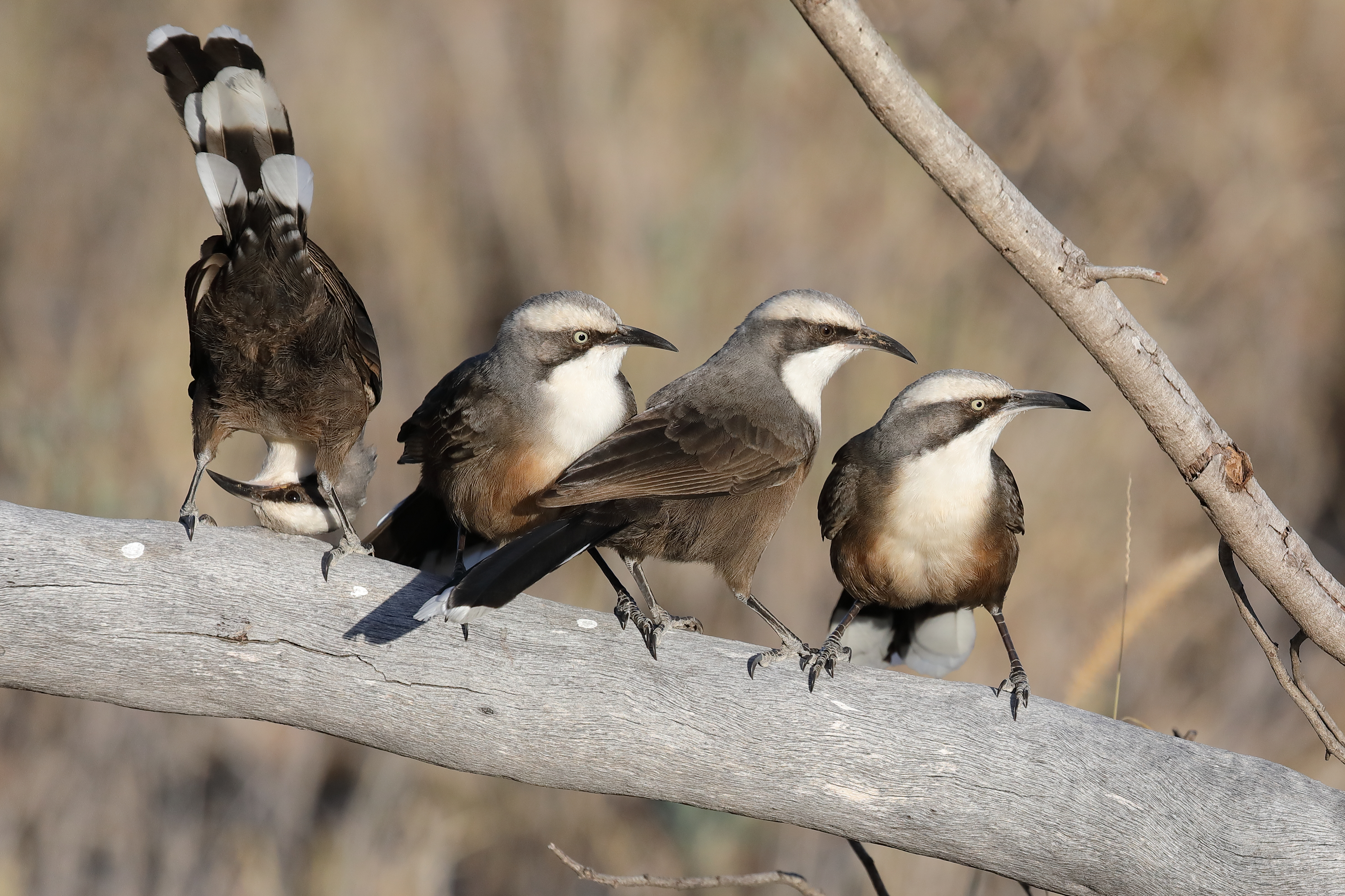What cooperative birds tell us about the evolution of complex groups: starting conditions matter 