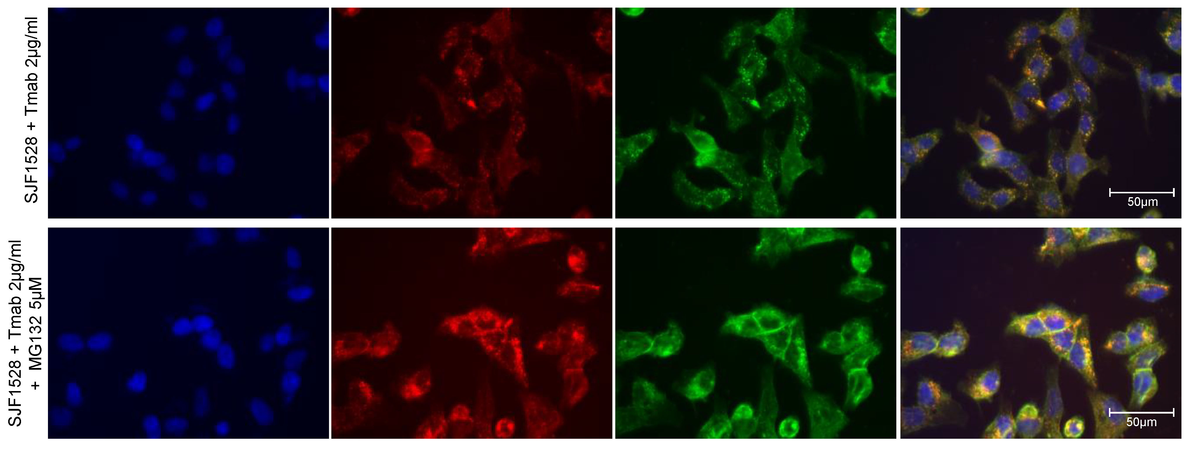 Improving antibody internalization with proteolysis targeting chimeras