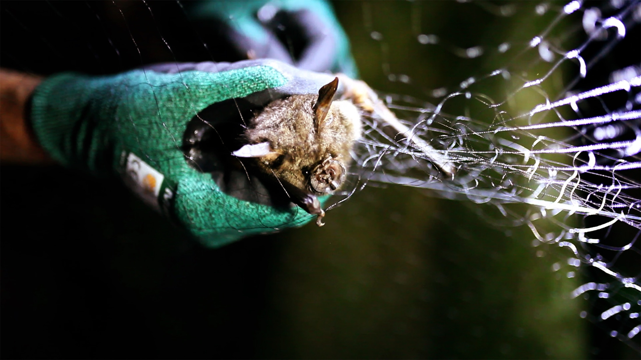 Bats, mice, zoos and noses – the zoonotic origin of rubella virus