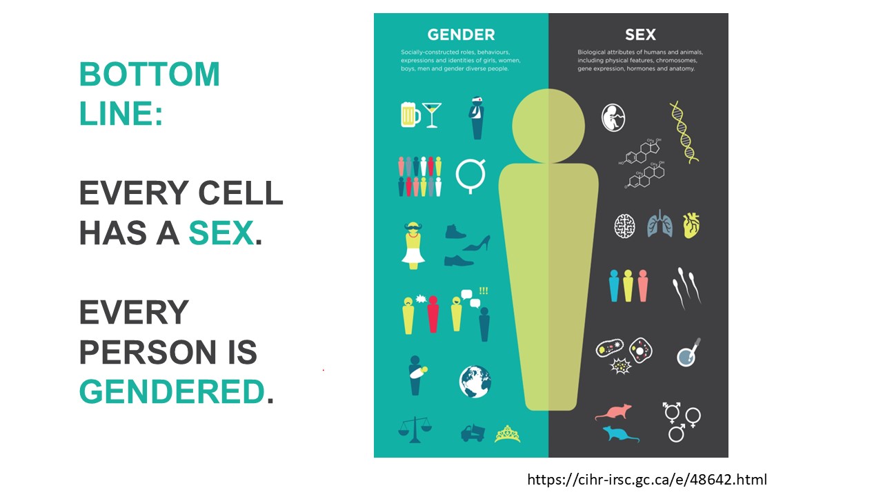 Sex differences research is important!