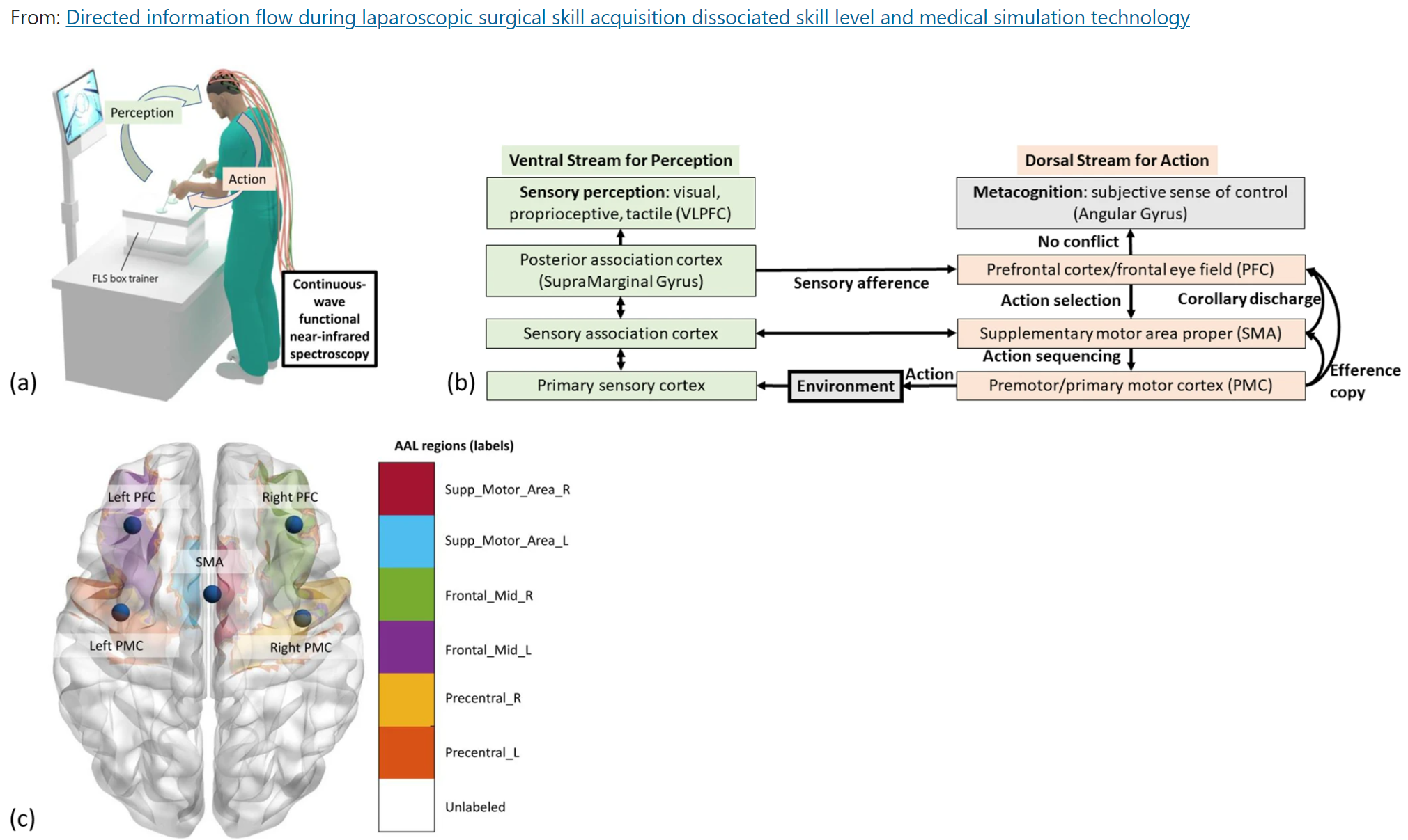 Directed information flow during skill training in simulation