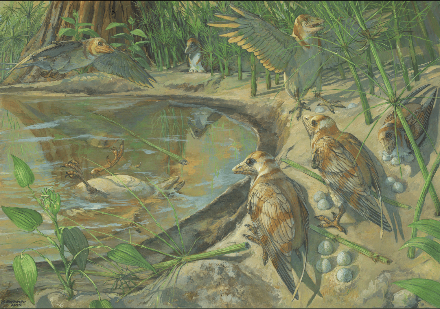 An egg found inside a fossil bird, by accident!