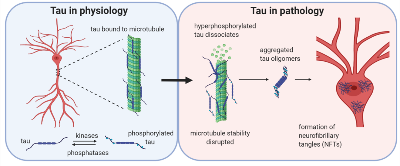 Tau pathology: Piecing the Puzzle together