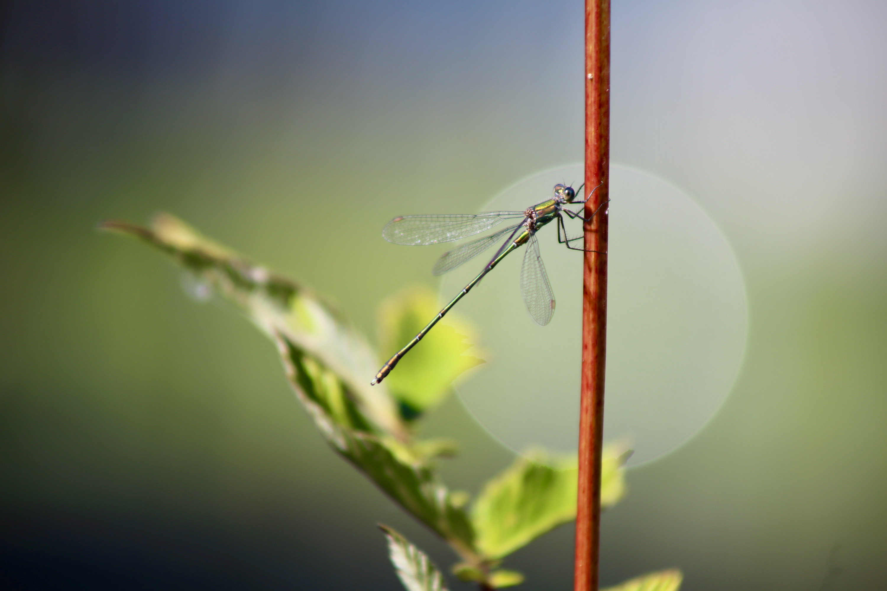 How did climate change and regional land-use change contribute to insect trends in the past 40 years?
