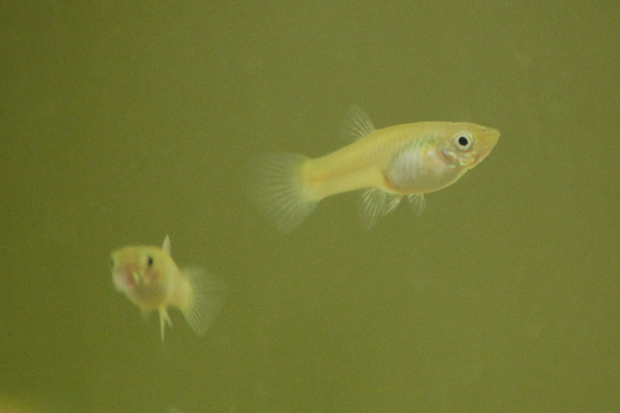 Being consistent in a dynamic environment: a guppy story