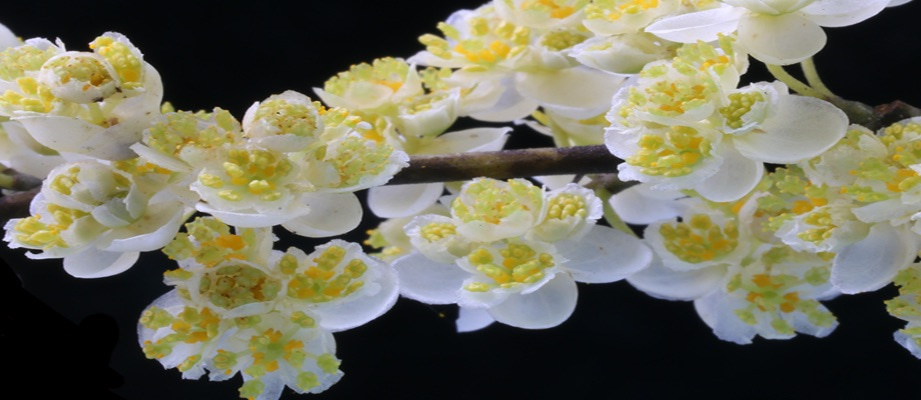 The Litsea genome shed new lights on the evolution of the Lauraceae and the relationship among magnoliids, monocots and eudicots
