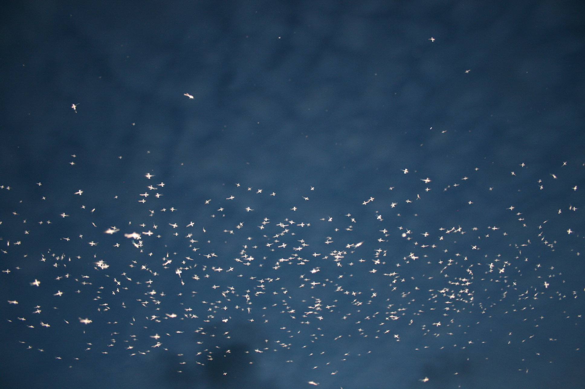 Big data for mosquito control
