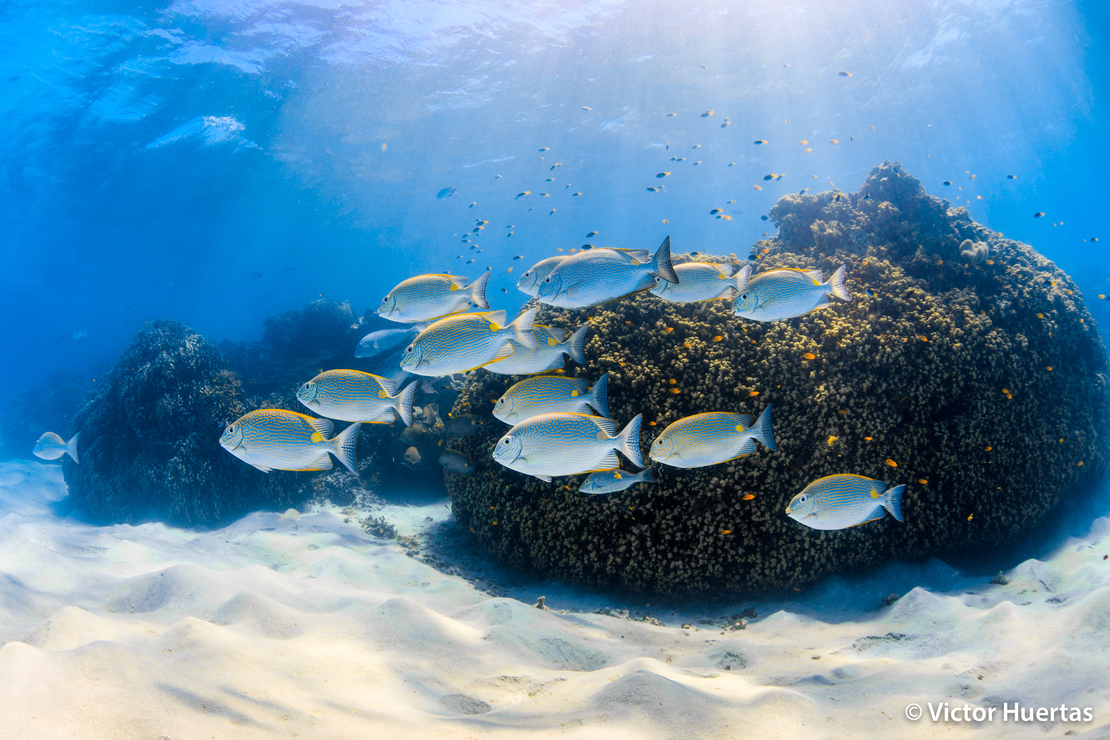 Game changers in reef fish evolution