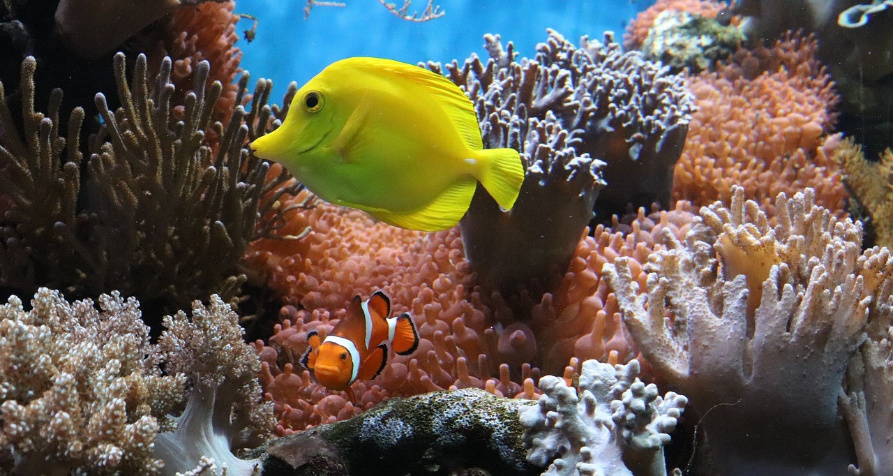 Introducing the new Marine Science family of OA journals at BMC