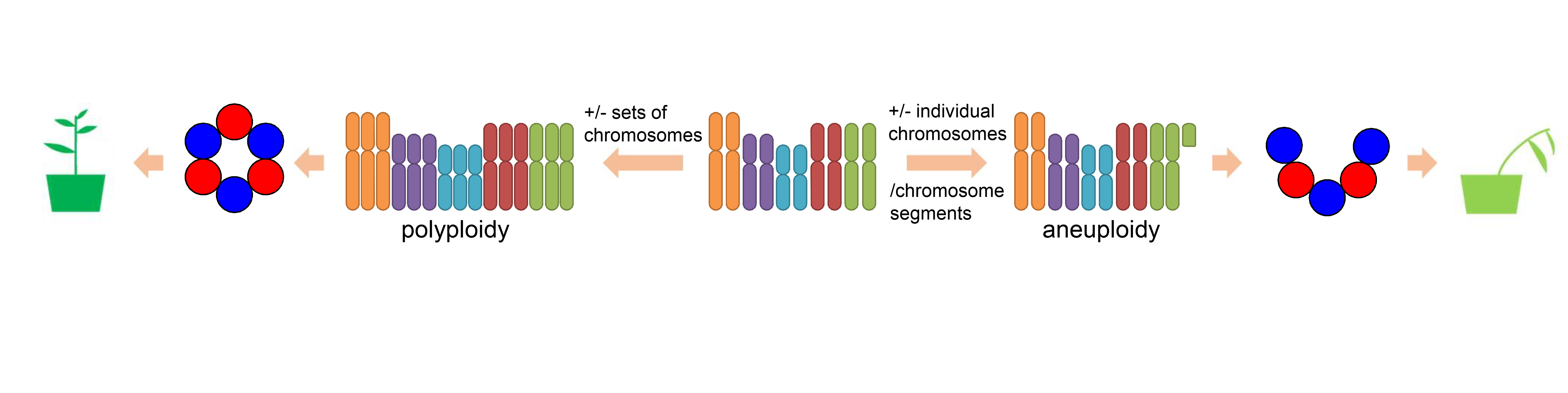 MicroRNA dosage alterations – what is the consequence?