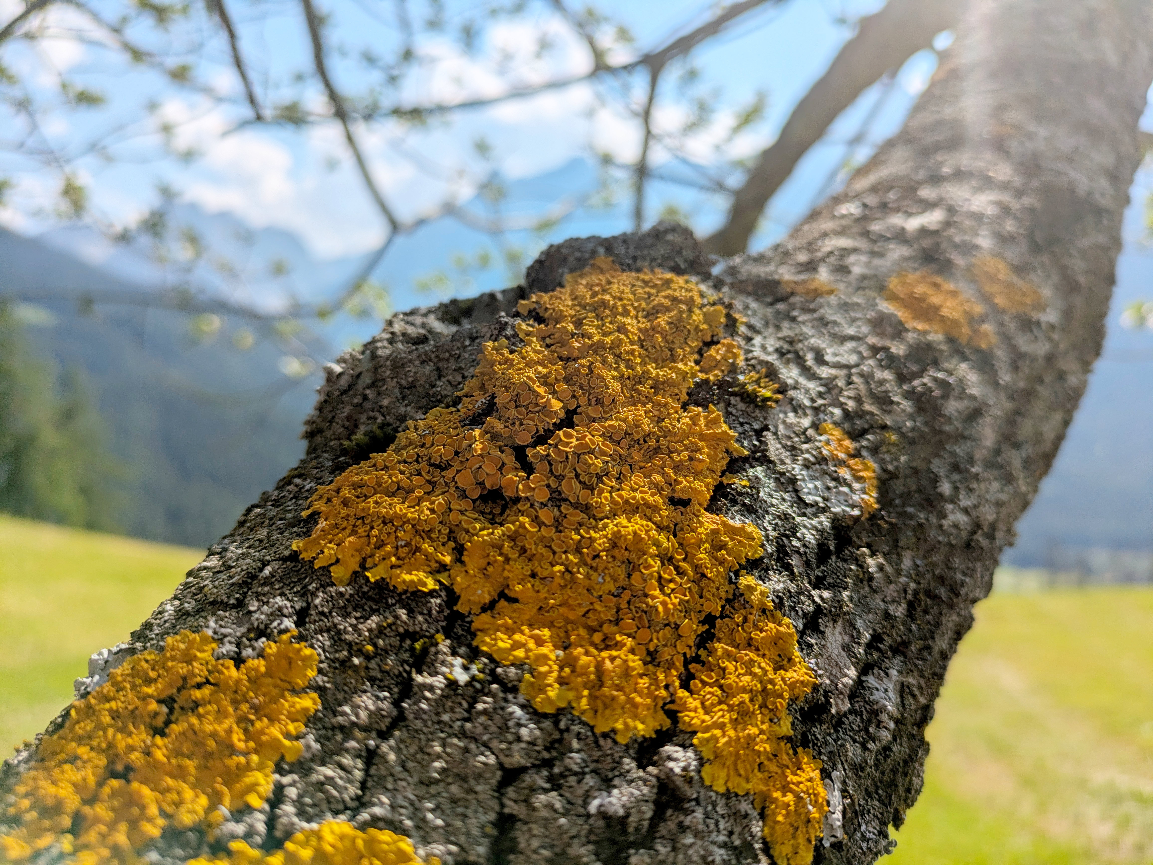 Iron for two: a fungal siderophore promotes the growth of its algal symbiont