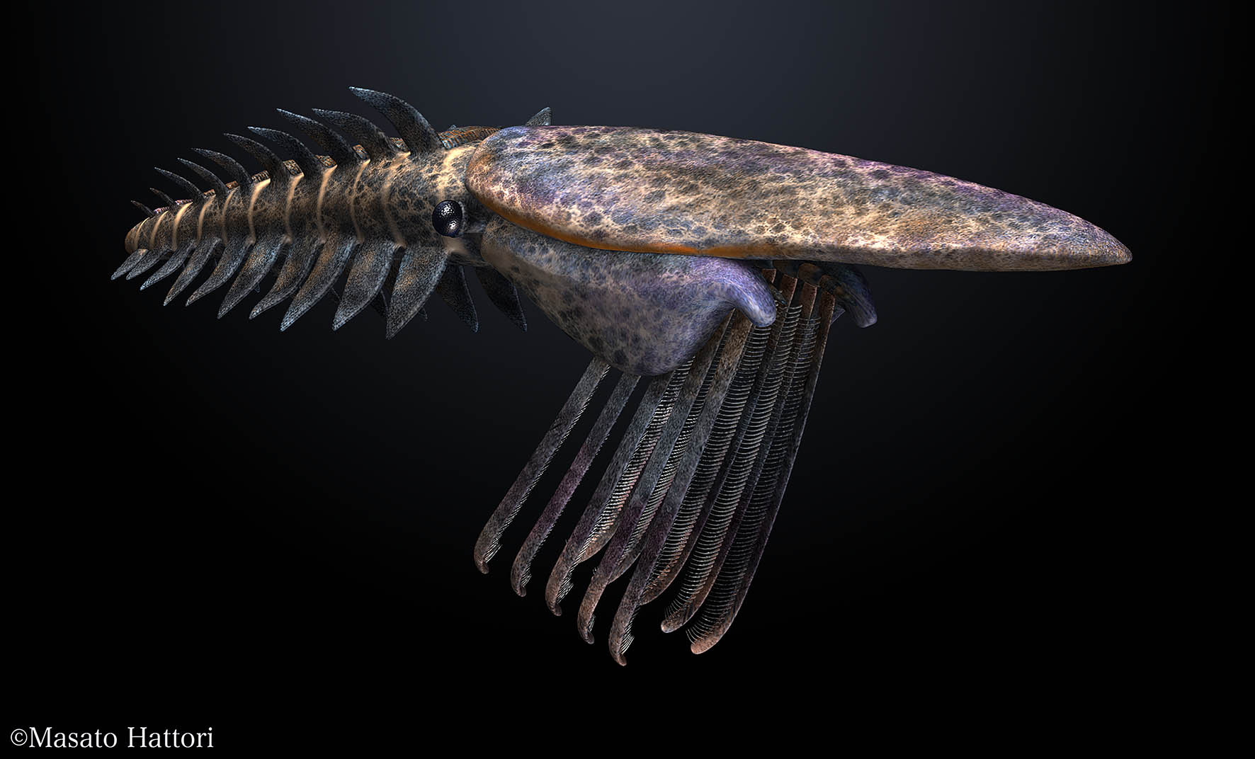 Suspension feeding radiodont links Cambrian surface waters and sea floor