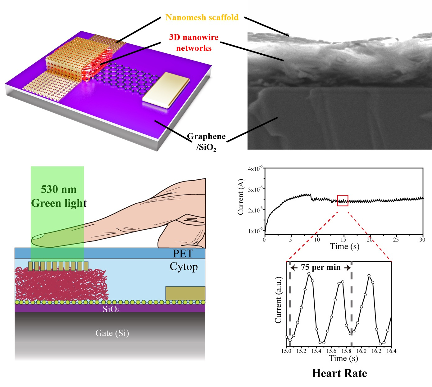 An organic photodetector with a natural sense of rhythm