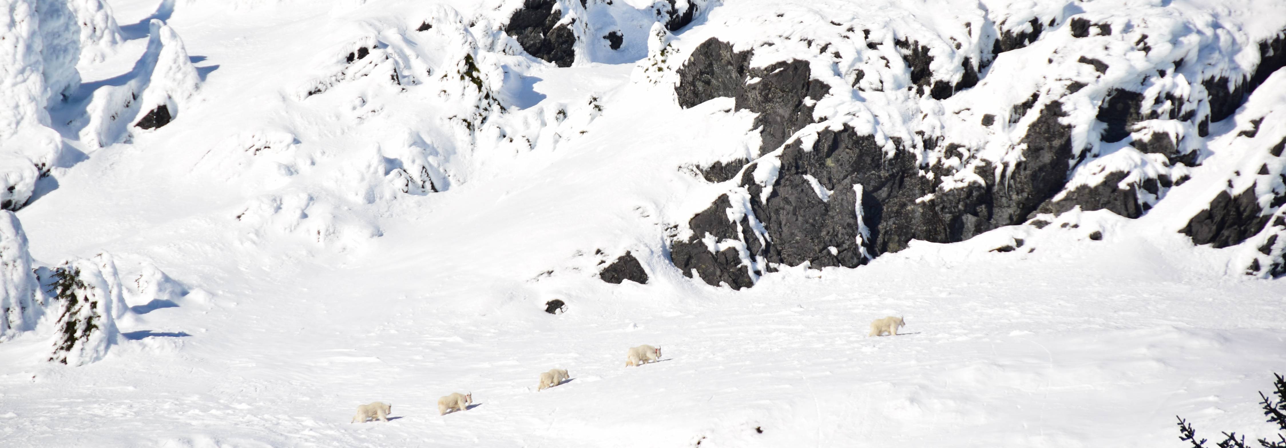Mountain wildlife and the costs of living dangerously