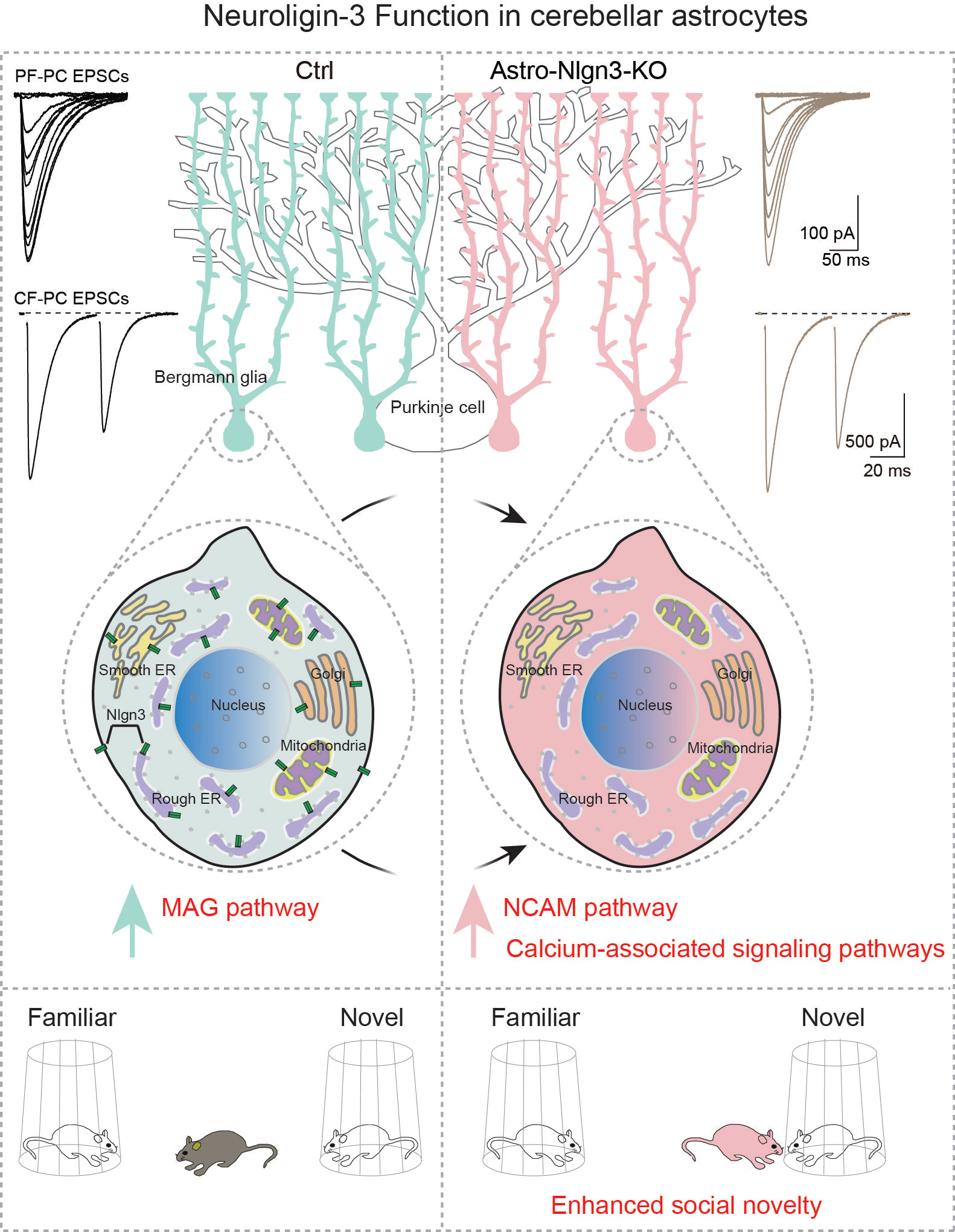 Location matters! My journey of exploring the mystery function of astrocytic Neuroligin-3
