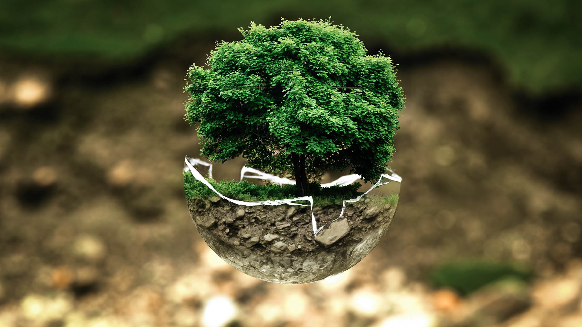 Extending the theory of plant-soil feedback