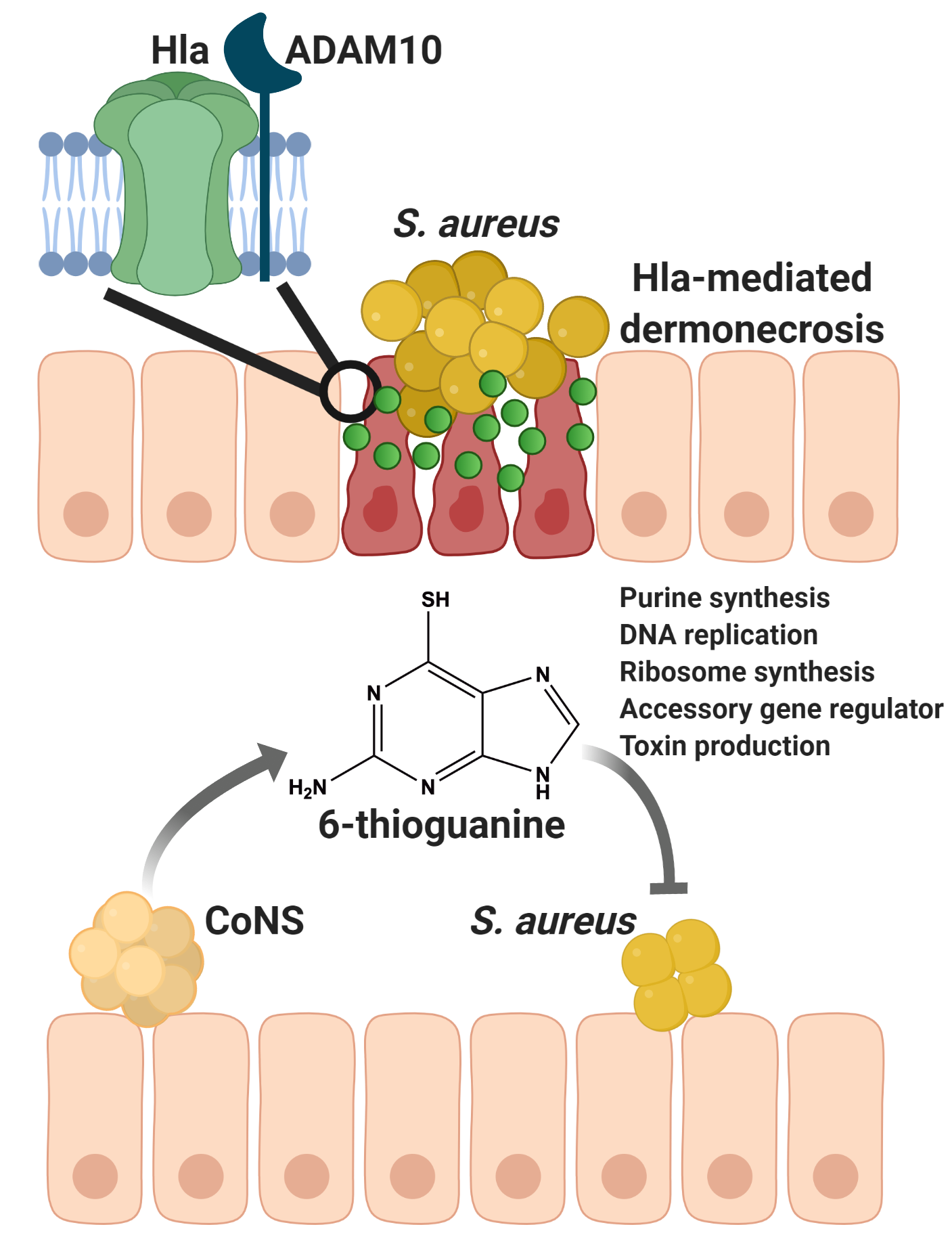 Targeting purine synthesis to curtail Staphylococcus aureus virulence