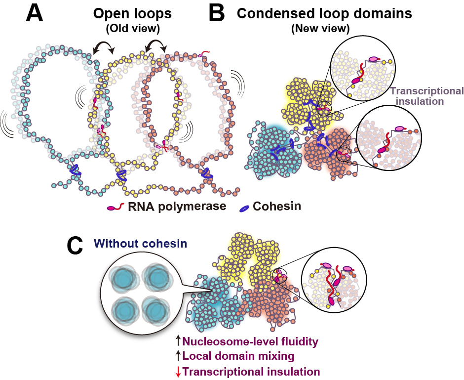 Active chromatin is not simply open: it forms compact domains that cohesin keeps from mixing