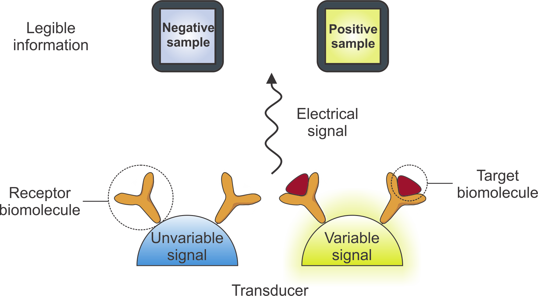 Point-of-Care capacitive biosensors for molecular diagnostics