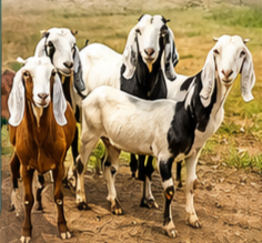 Understanding goat production systems in diverse agro-ecological zones under subtropical climate: a farmer-centered survey approach