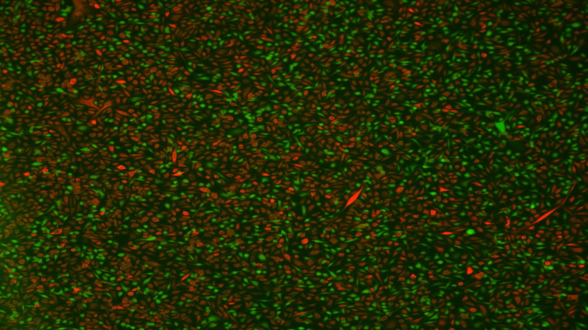 Exploring and Targeting New Mechanisms of EGFR Inhibitor Resistance in Lung Cancer