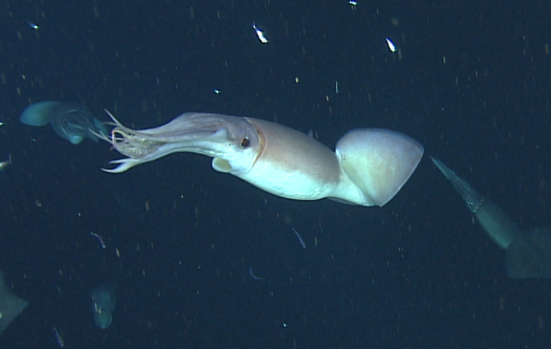 Using robots to watch squid talk