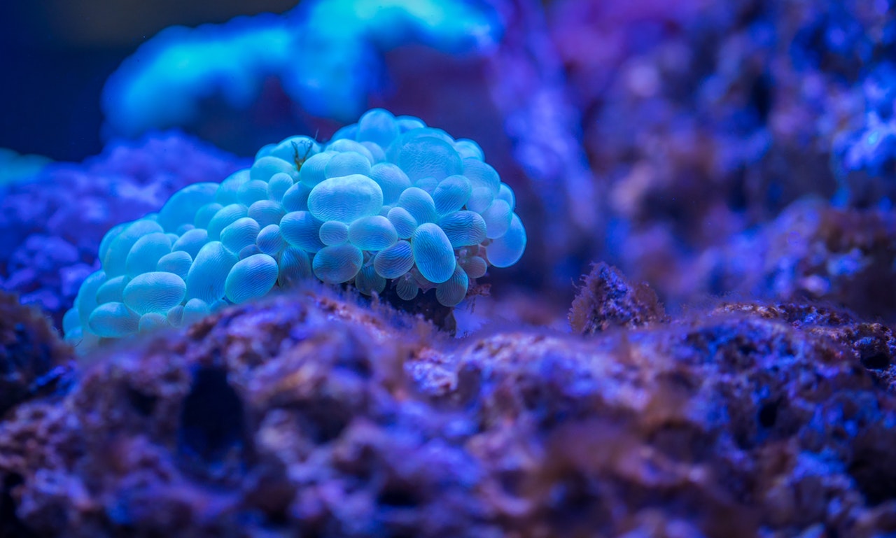 Journal Club: Fluidic devices, sequencing and modeling: keys to study multispecies biofilms 
