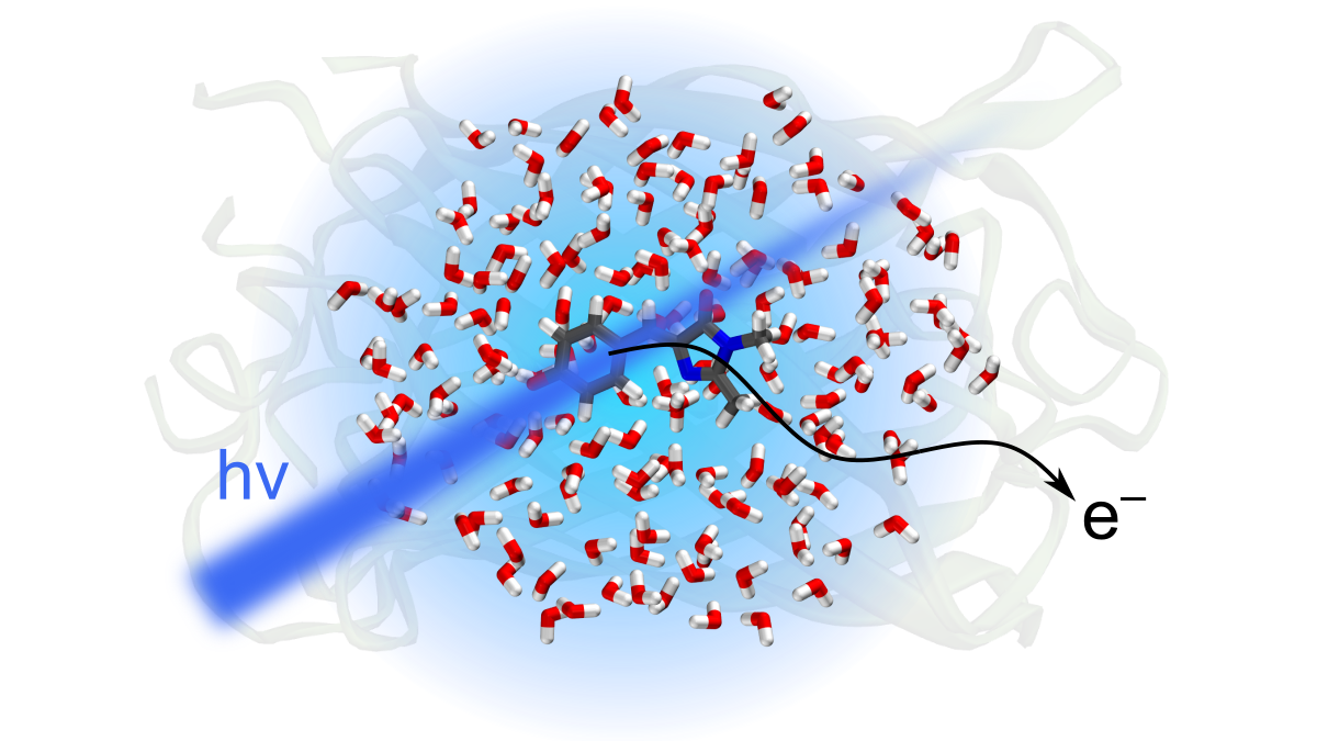 Shedding new light on the electronic structure of the green fluorescent protein chromophore
