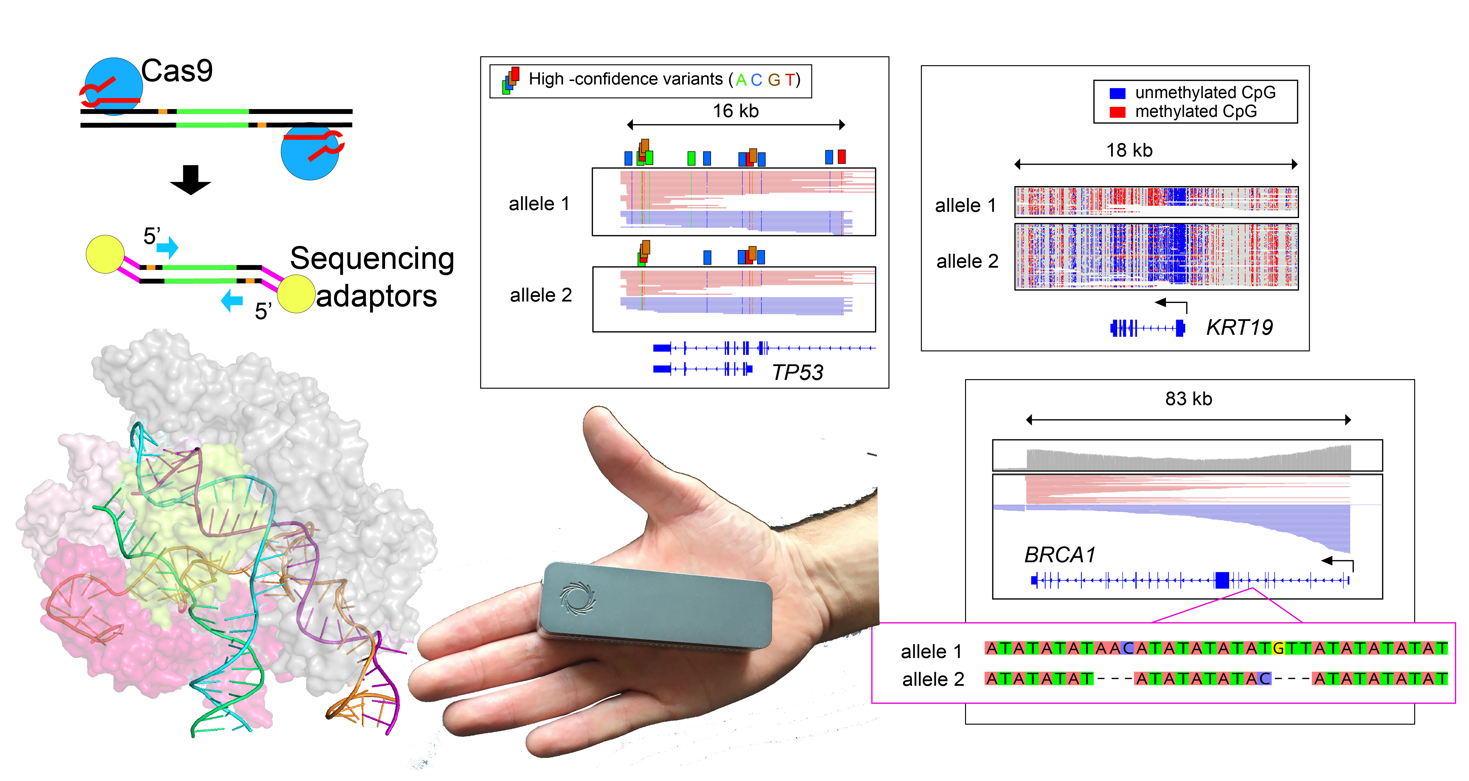 Targeted nanopore sequencing with Cas9-guided adapter ligation