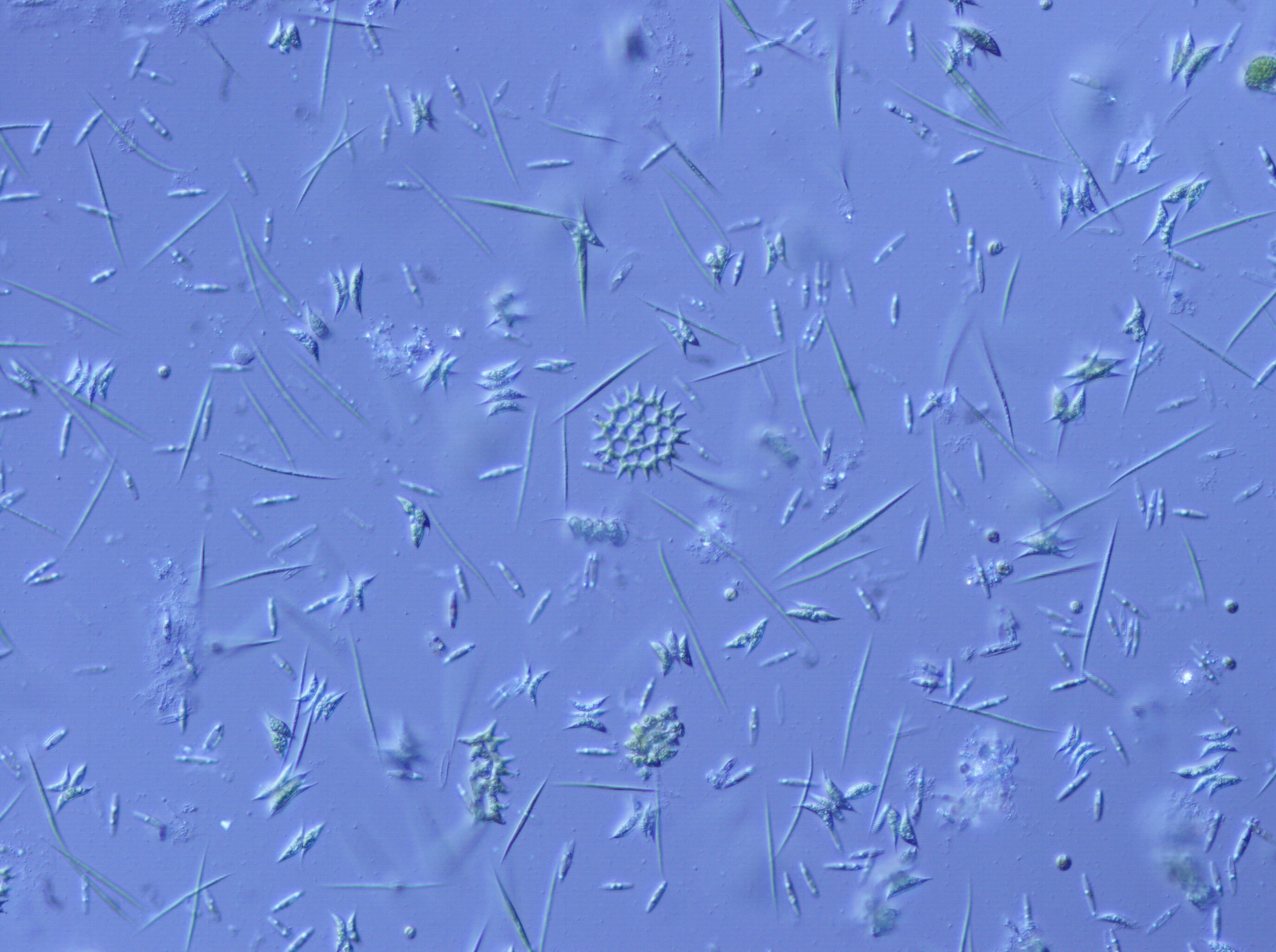 Strangers in a strange land: observing the consequences of evolution in biological invasions