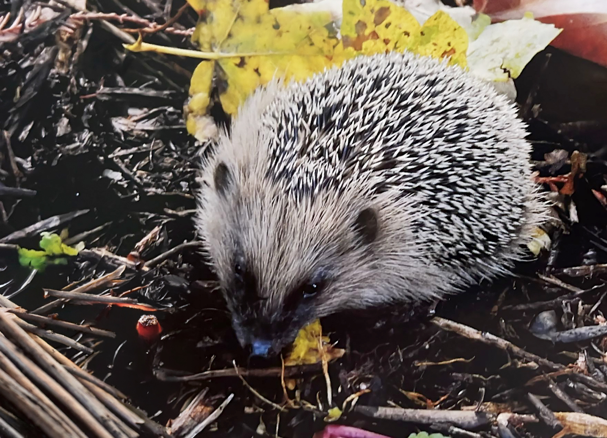Could hedgehogs be the source of the next pandemic? 