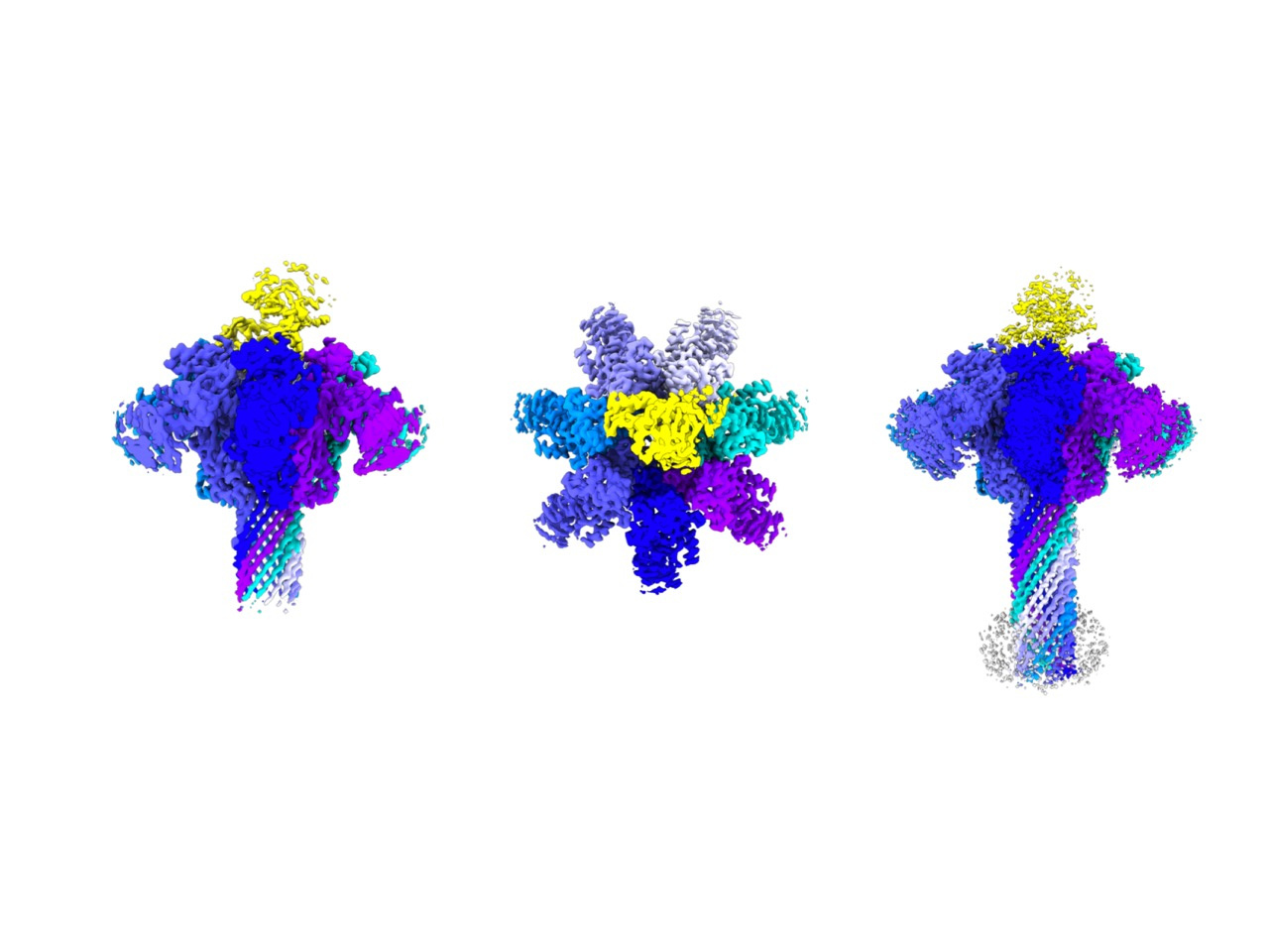 Posing just before protein translocation in bacterial binary toxin