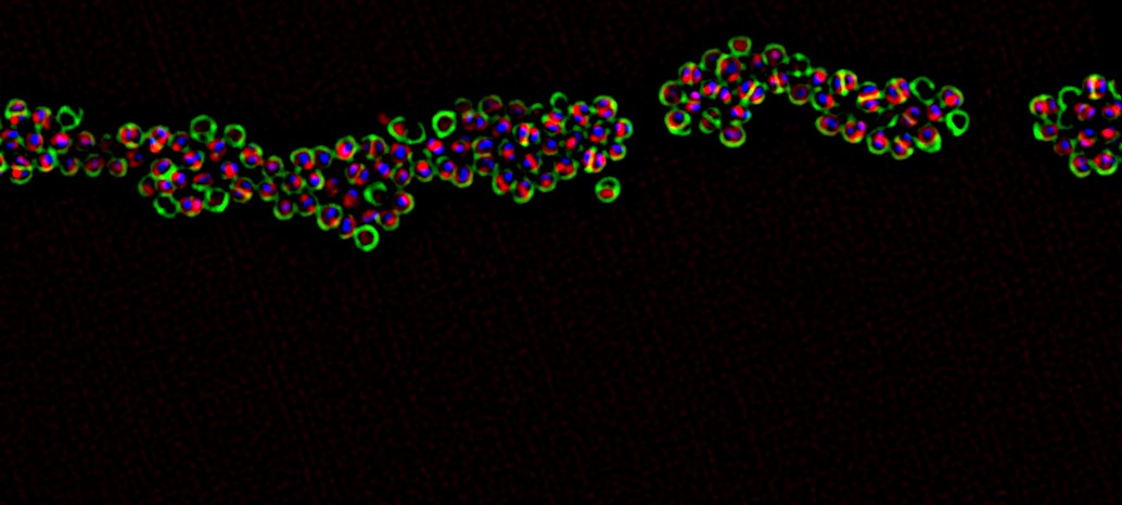 Seeing the Unseen: Antibiotic-Derived Fluorescent Probes to Visualise Bacteria