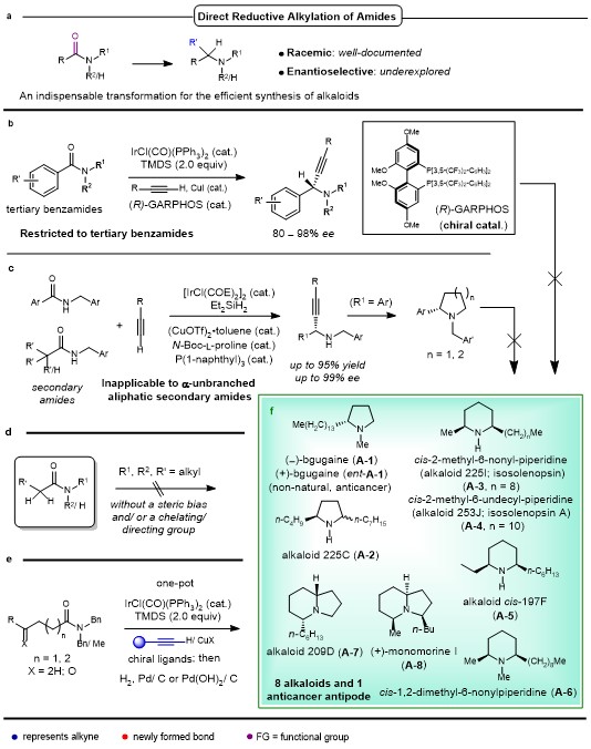Catalytic Enantioselective Reductive Alkynylation of Amides Enables One-Pot Syntheses of Pyrrolidine, Piperidine and Indolizidine Alkaloids