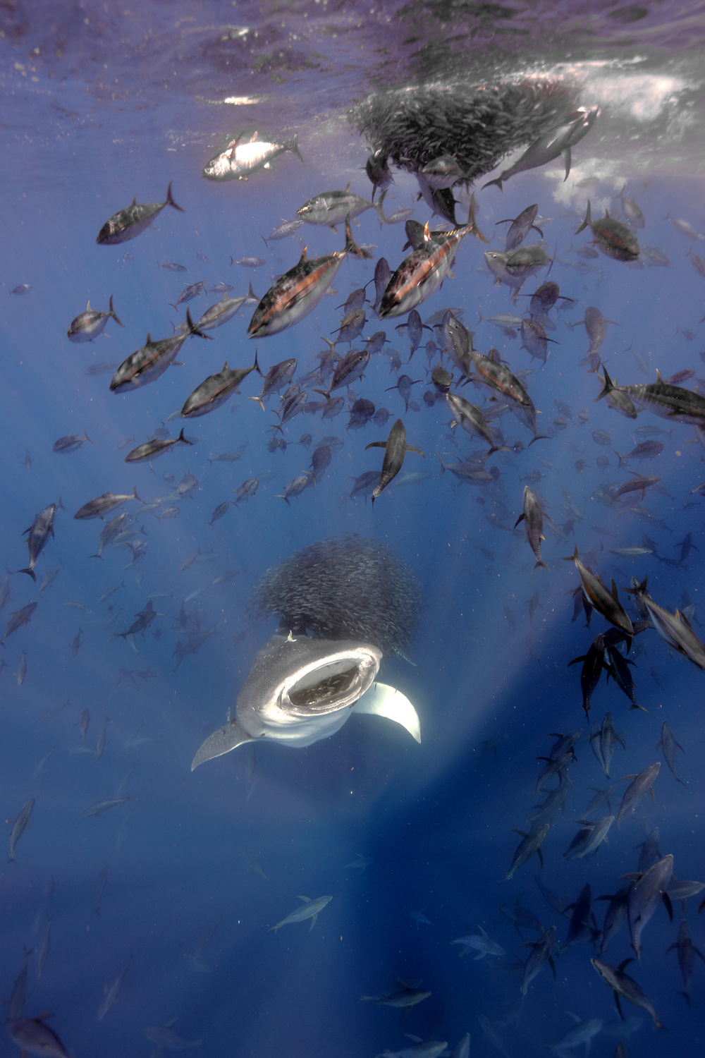 2024 BMC Ecology and Evolution and BMC Zoology Image Competition: the winning images!